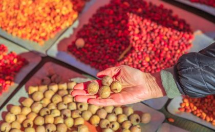 A tray filled with different coloured seeds and grains; a hand scooping a pile of round seed pods